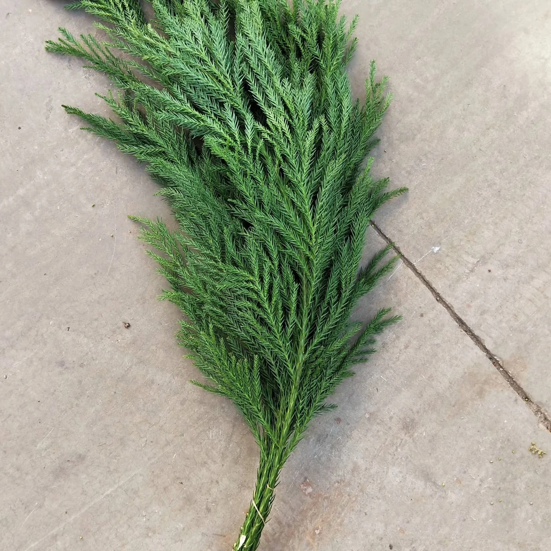 【买一送一】新鲜国产天竺少女圣诞花环装饰材料圣诞节松枝水培