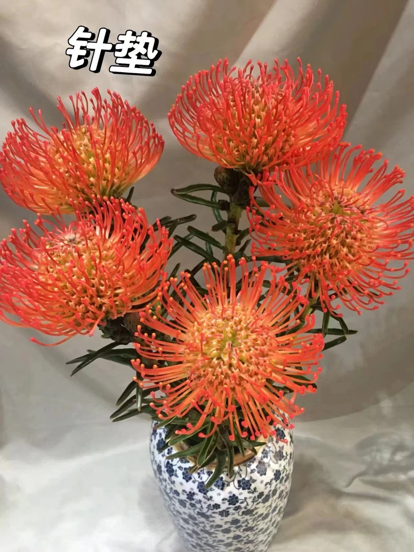 【买一送一】进口红色针垫一支    网红配叶 百搭好用   家养水养