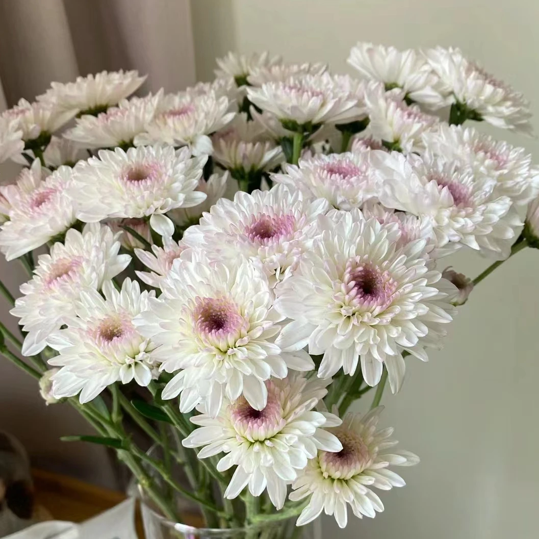 薇娅小雏菊一把（8到10支）    云南基地鲜花  家养 水养