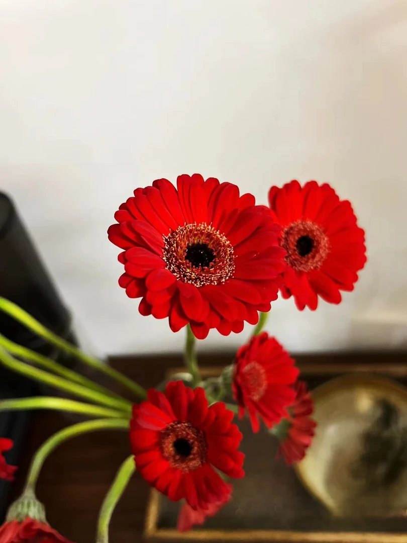 【买一送一】方德小头小火龙非洲菊10支又名太阳花灵动可爱 鲜花