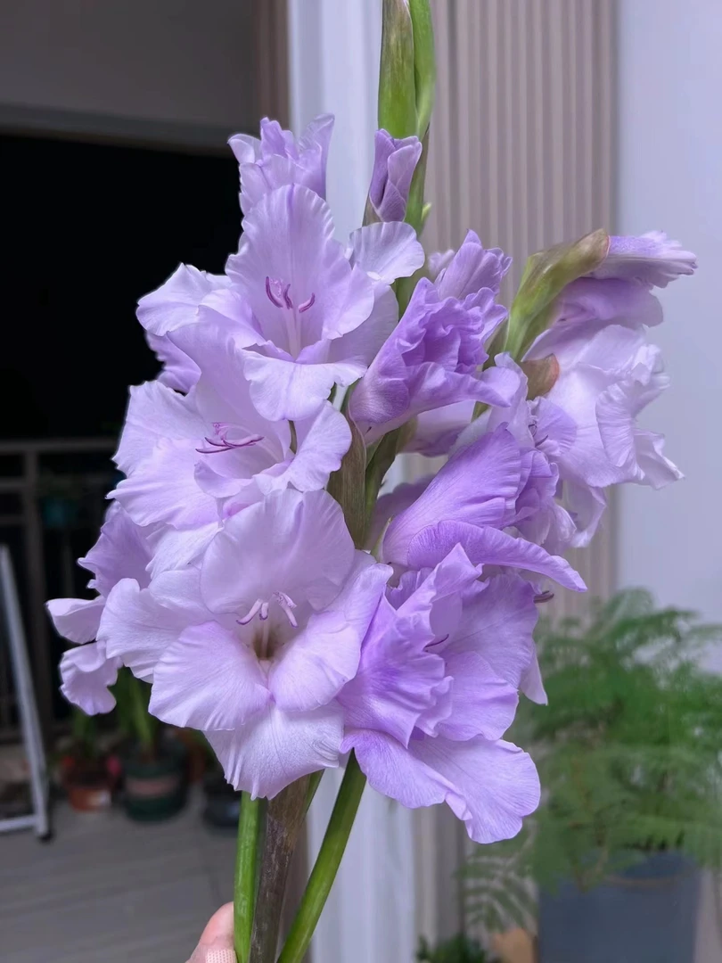 香芋紫剑兰5支/10支  云南基地鲜花   基地直发