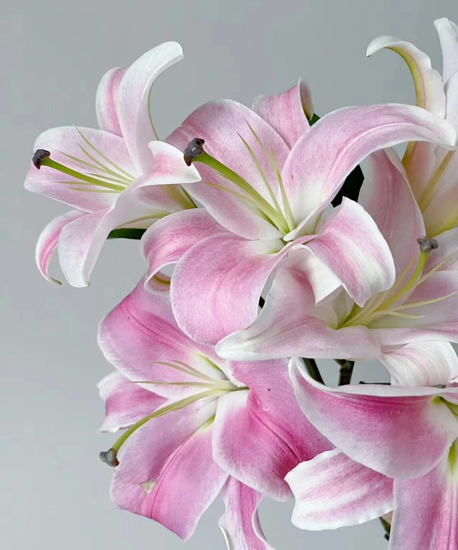 一头罗宾百合5支 粉红色百合花鲜花  百合  云南基地直发