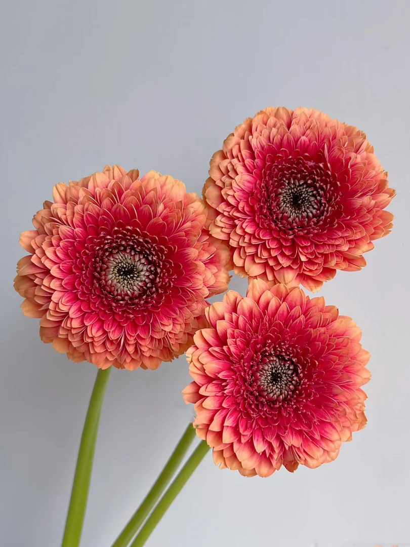 【买一送一】方德小头桃子泡泡非洲菊10支   云南基地鲜花直发