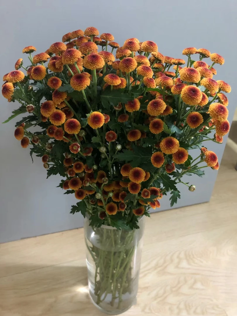 橙色棉花糖小雏菊一把   云南基地鲜花   家养    水养