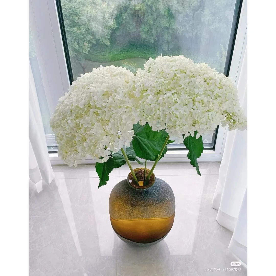 【买一送一】白色系绣球一支   宫崎骏的花  超长花期  云南鲜花