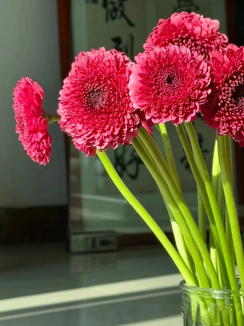 【买一送一】小头酸梅泡泡非洲菊10支    云南基地鲜花直发