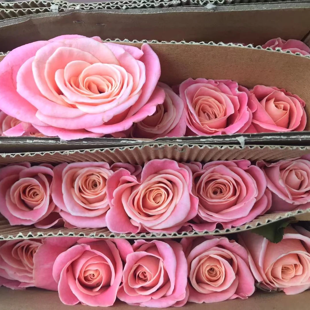 C级朱小姐玫瑰10支      云南基地鲜花 直发   家养水养