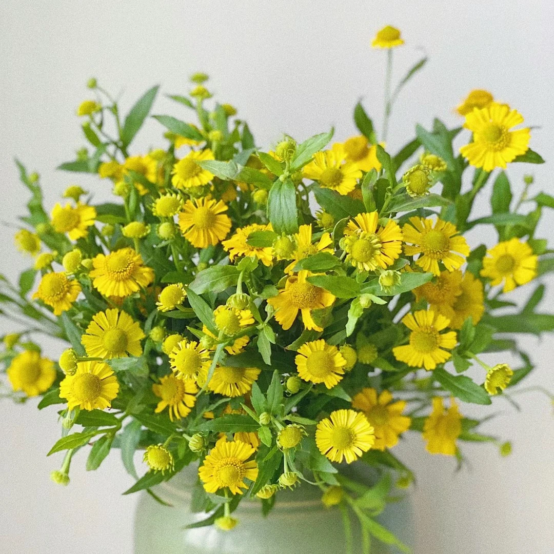 【买一送一】油画小菊一把 花期长 黄色系花材云南基地鲜花 水养