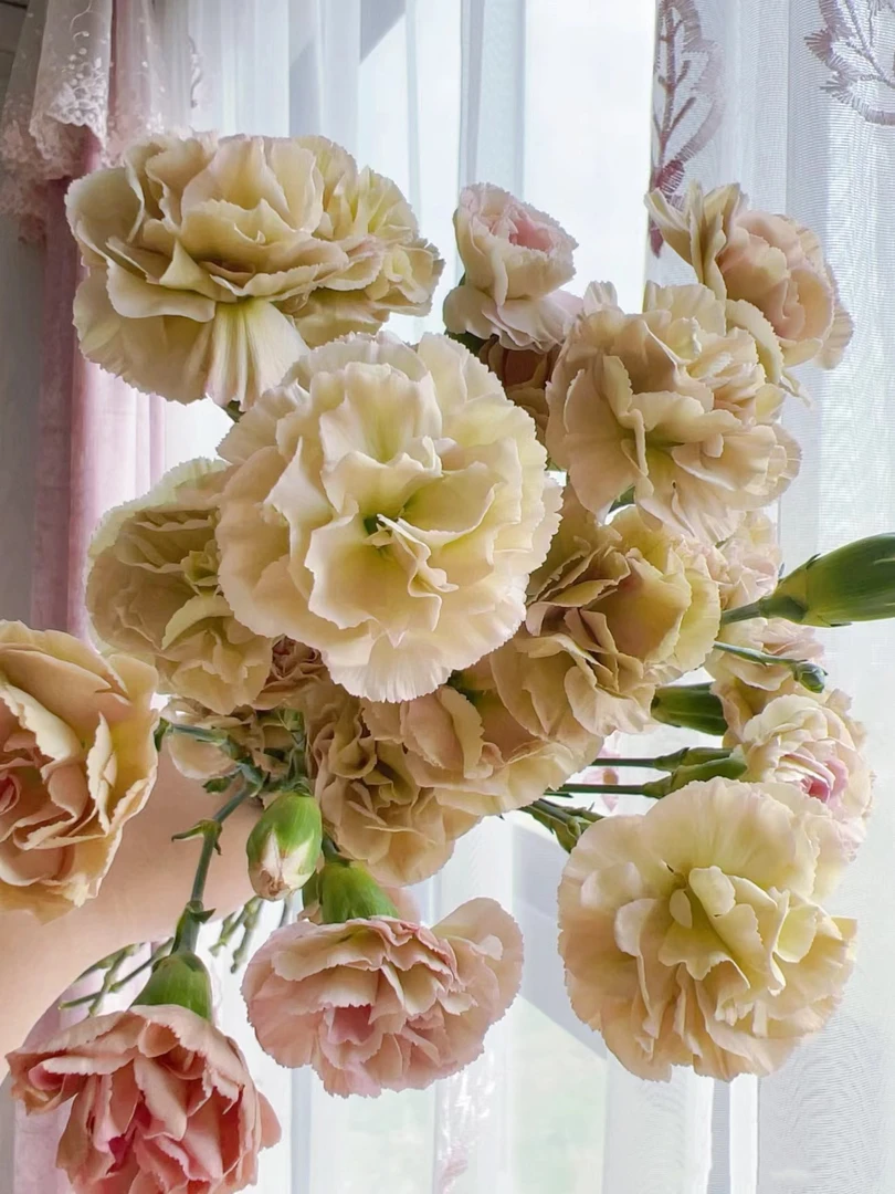 小头细杆复古色多头康乃馨20支温馨的祝福超长待机好开好养 鲜花