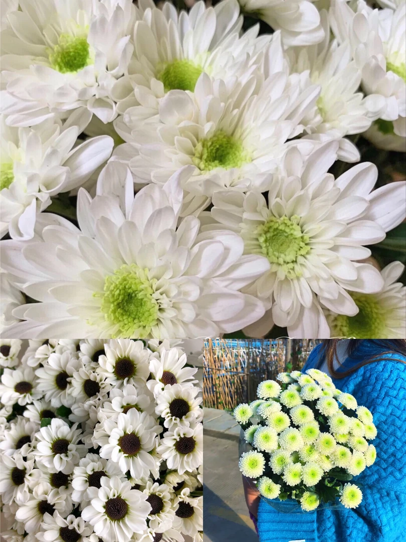 白色系小雏菊一把    云南基地鲜花  家养  水养