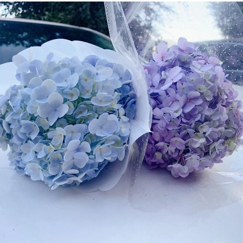 【源头一手价】小头蓝色系绣球一支     云南基地鲜花   基地直发