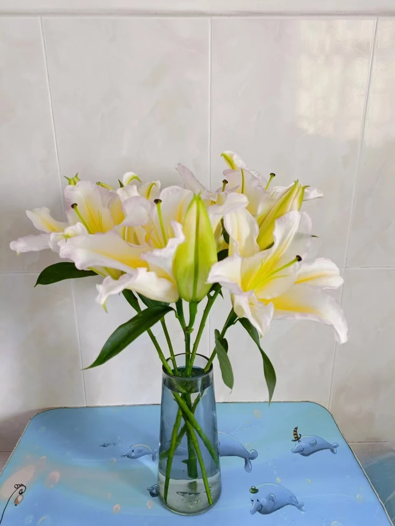 【源头一手价】彩虹百合二头5支（10朵）    批发花店摆地摊一手货源