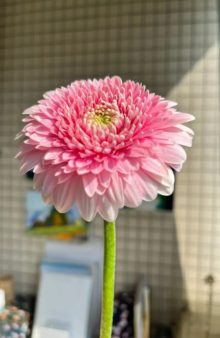 【源头一手价】方德小头蕾丝泡泡非洲菊10支 云南基地鲜花直发水养