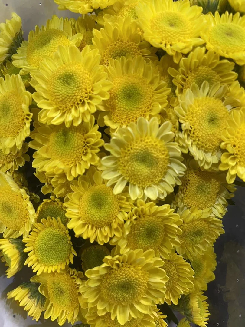 黄金荷包蛋小雏菊一把 9.9 云南基地鲜花 家养 水养