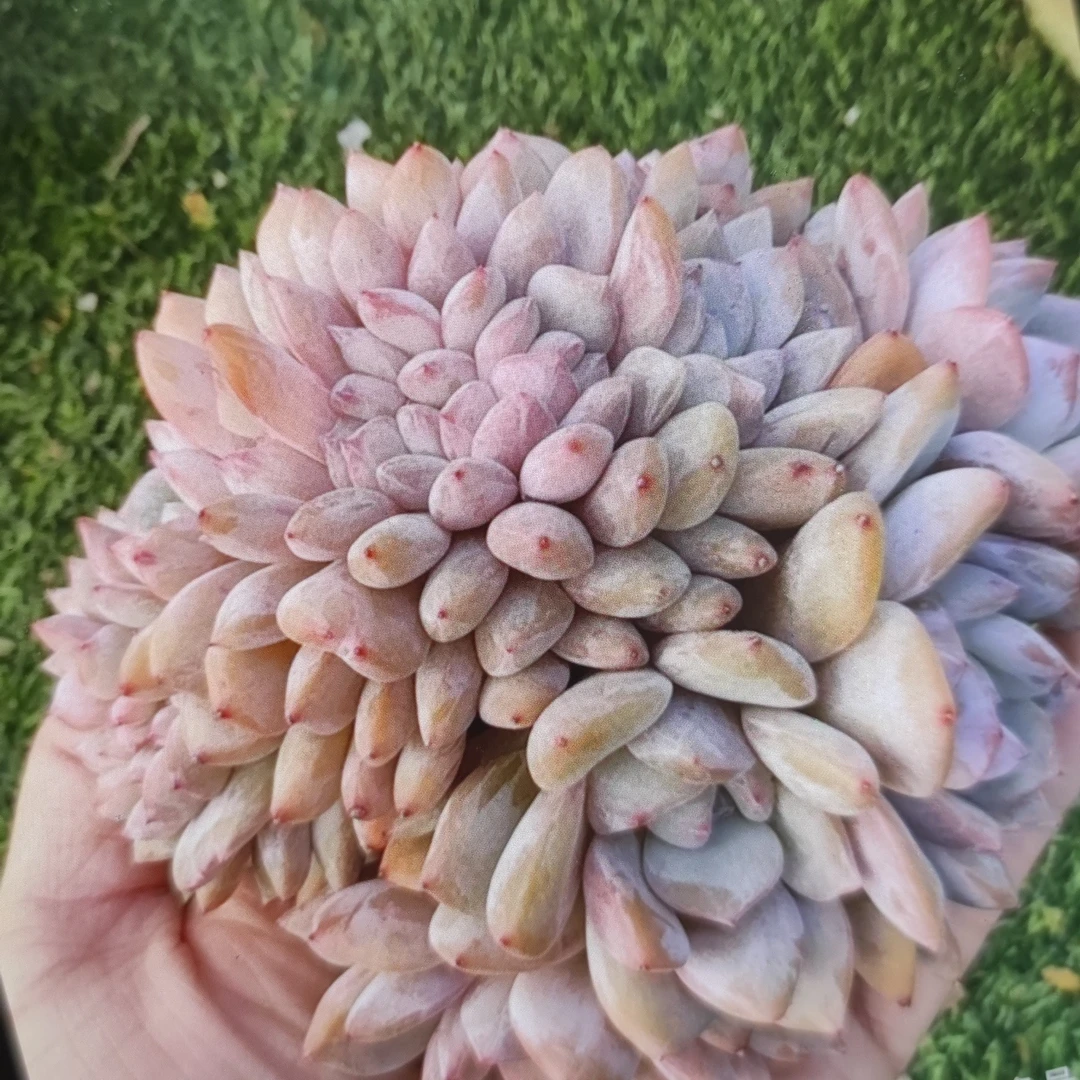 多肉橙梦露朵朵缀