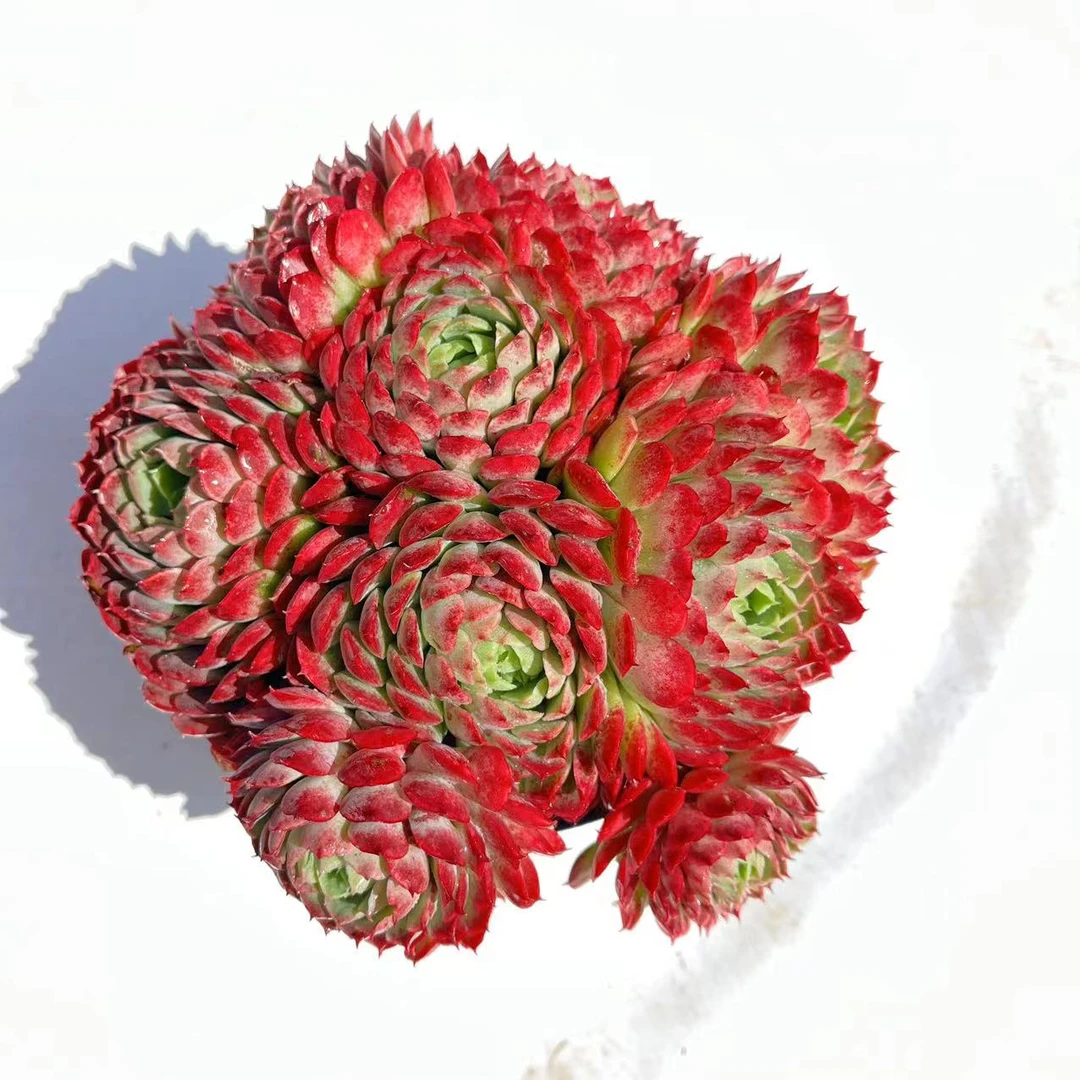 朱砂痣 飞飞多肉植物 新手好养庭院客厅阳台种植盆栽云南产地直销