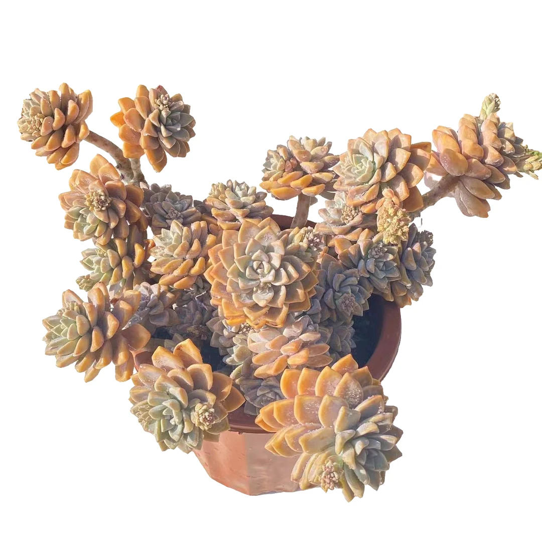 大淡雪 多肉植物 新手好养庭院客厅阳台庭院种植盆栽云南产地直销