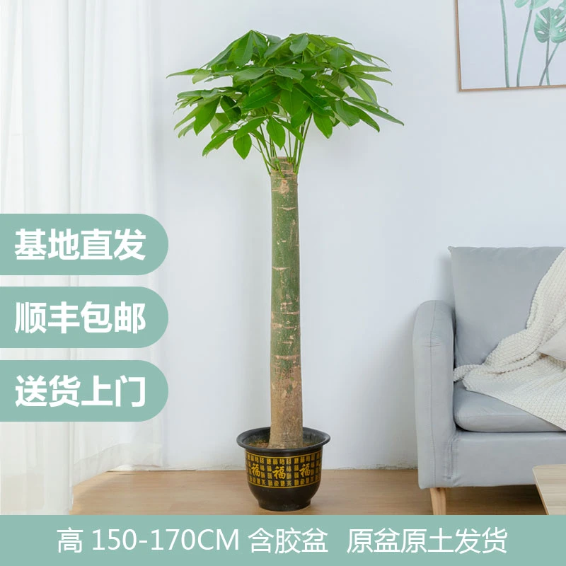 发财树单支 开业送人 新居入住客厅室内好养大型盆栽绿植净化空气