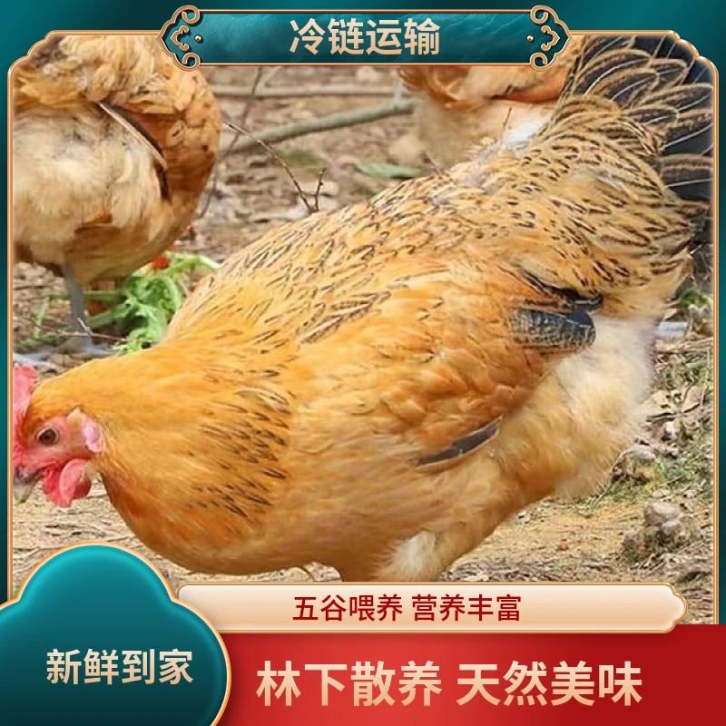 【温温家】散养两年黄油老母鸡谷物饲养两只单只2.5斤