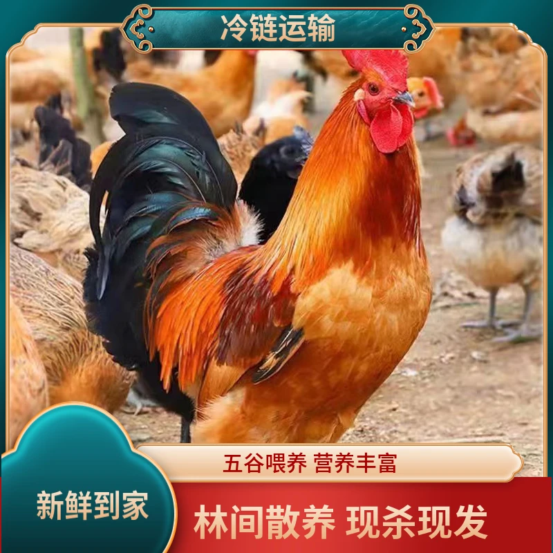 【温温家】正宗农家散养当年大公鸡净膛发货3斤发两只共6斤