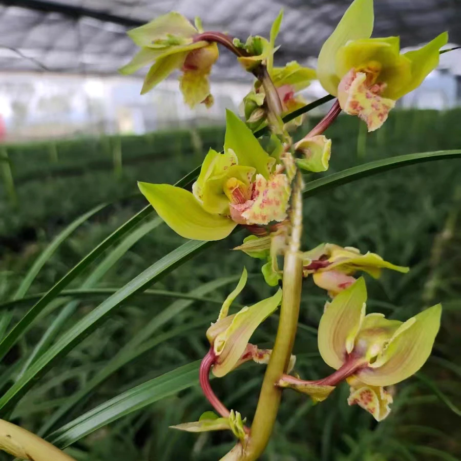 蕙兰【五福圣蝶】奇花浓香花期2-6月份室内外盆栽好养易活新手推荐