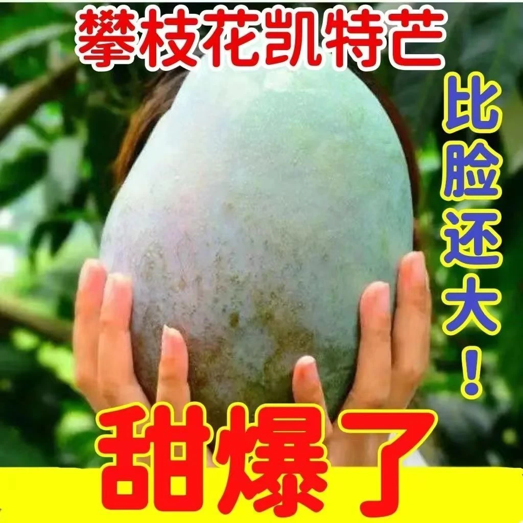(带箱10斤)正宗攀枝花凯特芒果新鲜包邮300-400g起到手10-14个