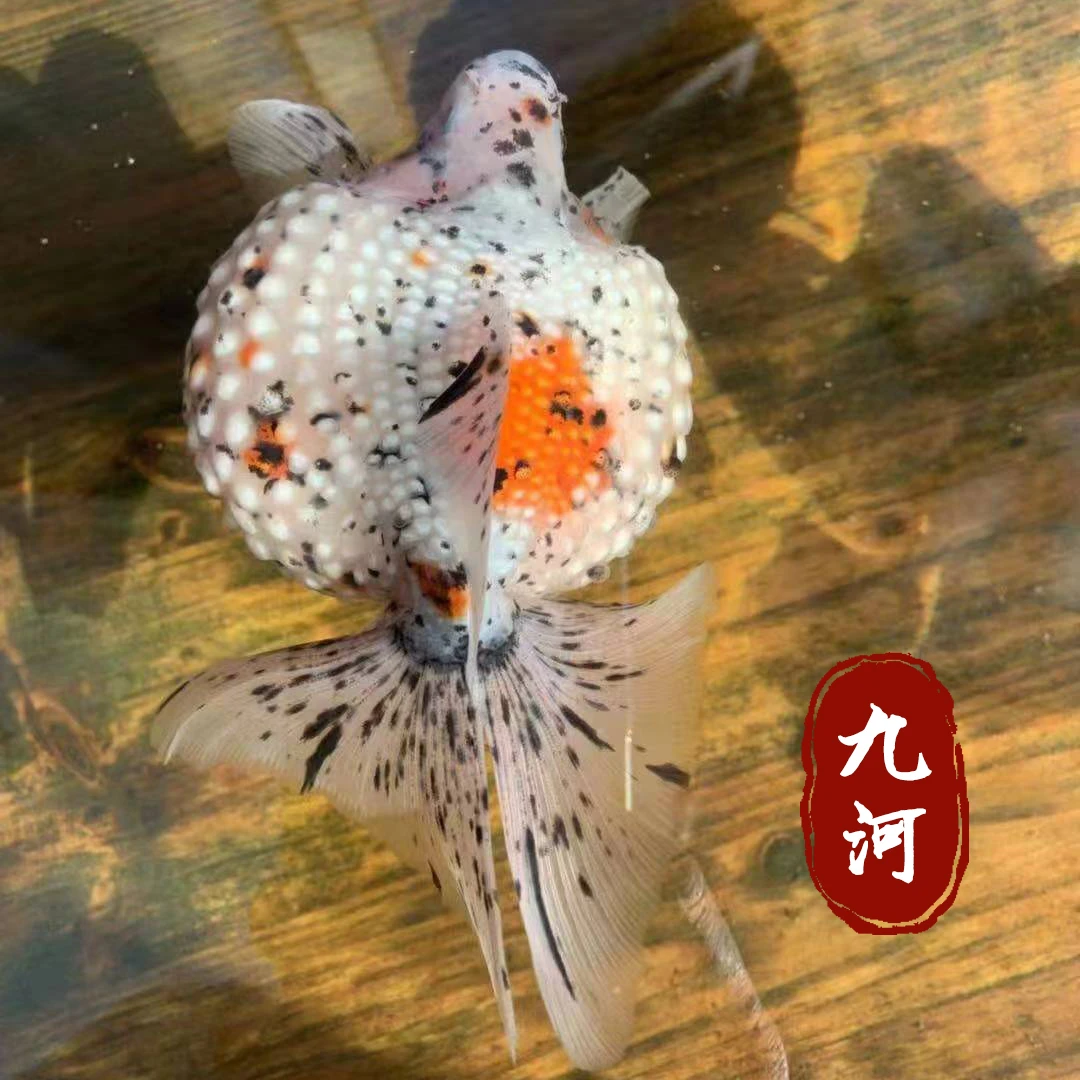 【鼠头珍珠】国粹金鱼九河金鱼观赏鱼活体养鱼饲养