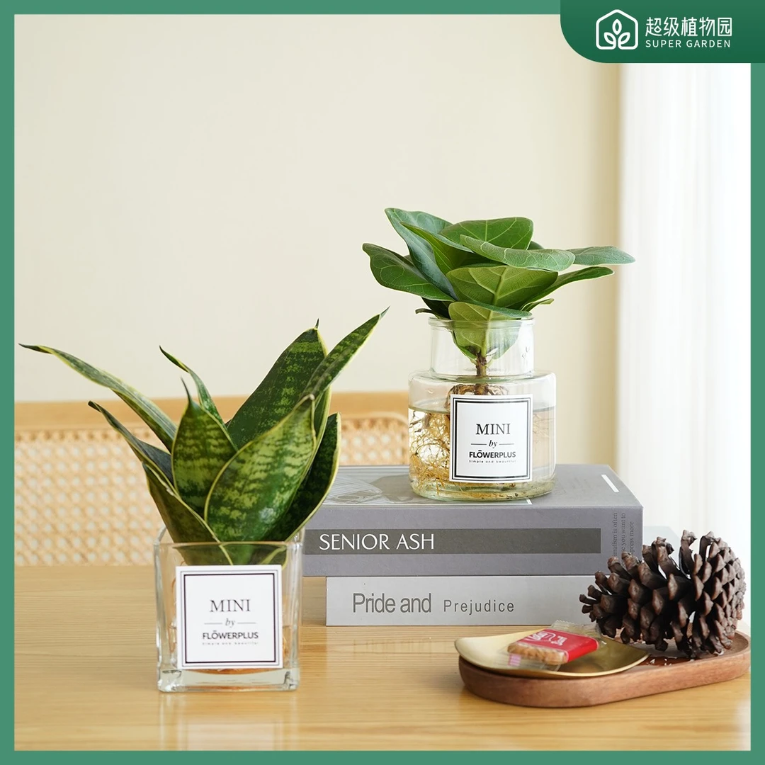 芭比榕虎耳兰水培盆栽耐热懒人网红北欧风好养室内绿植美观颜色