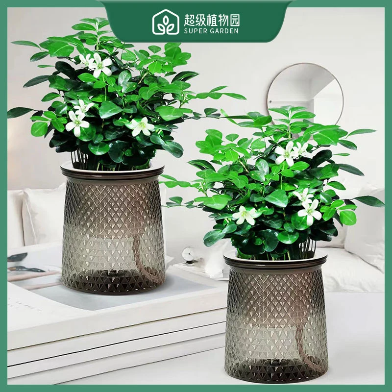 【超值推荐】九里香水培绿植盆栽书房茶几卧室好养吸甲醛清香驱蚊