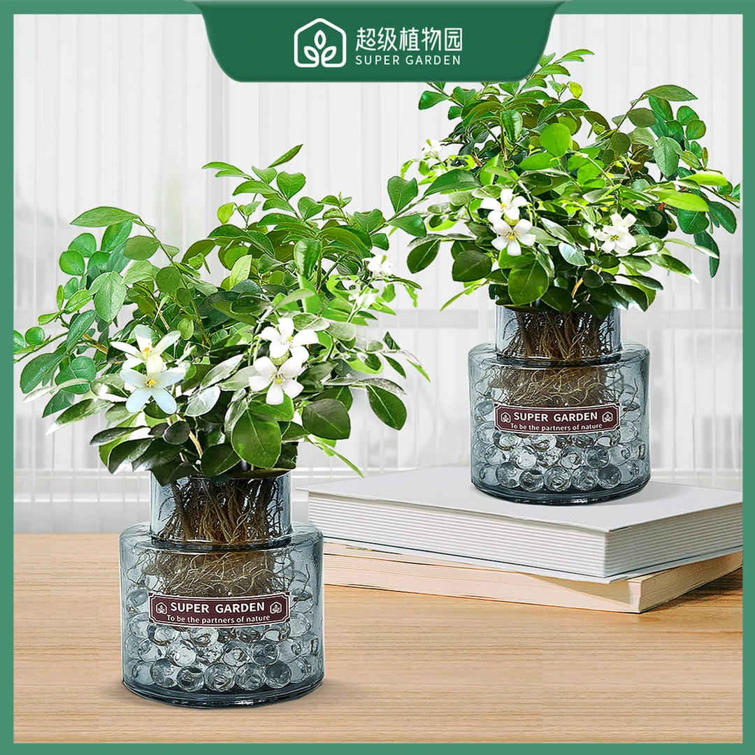 【拍一发二】九里香水养绿植盆栽ins风玻璃瓶室内客厅好养驱蚊开花