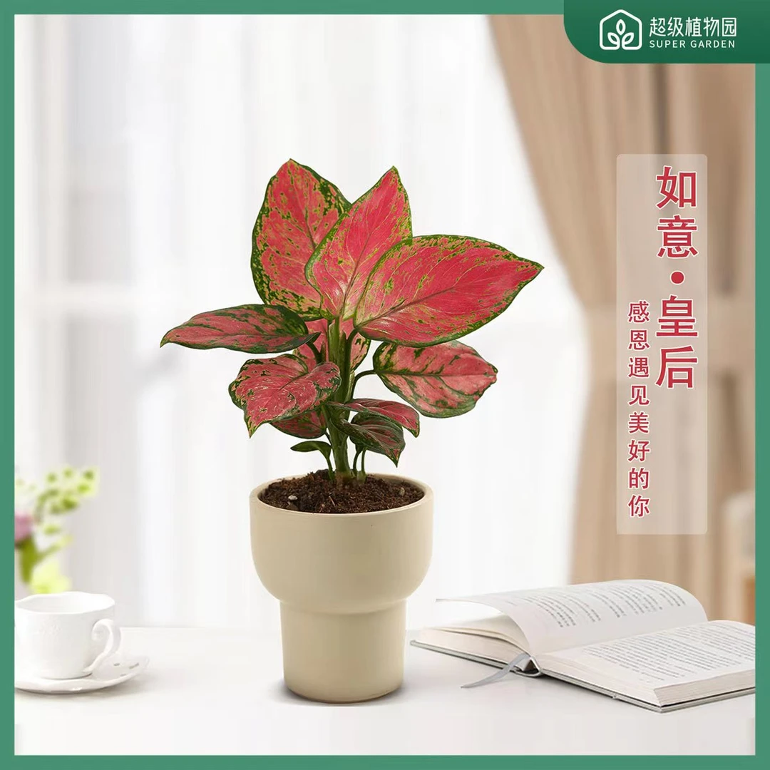 如意皇后吉利红富贵红盆栽绿植室内好养吉祥四季花卉