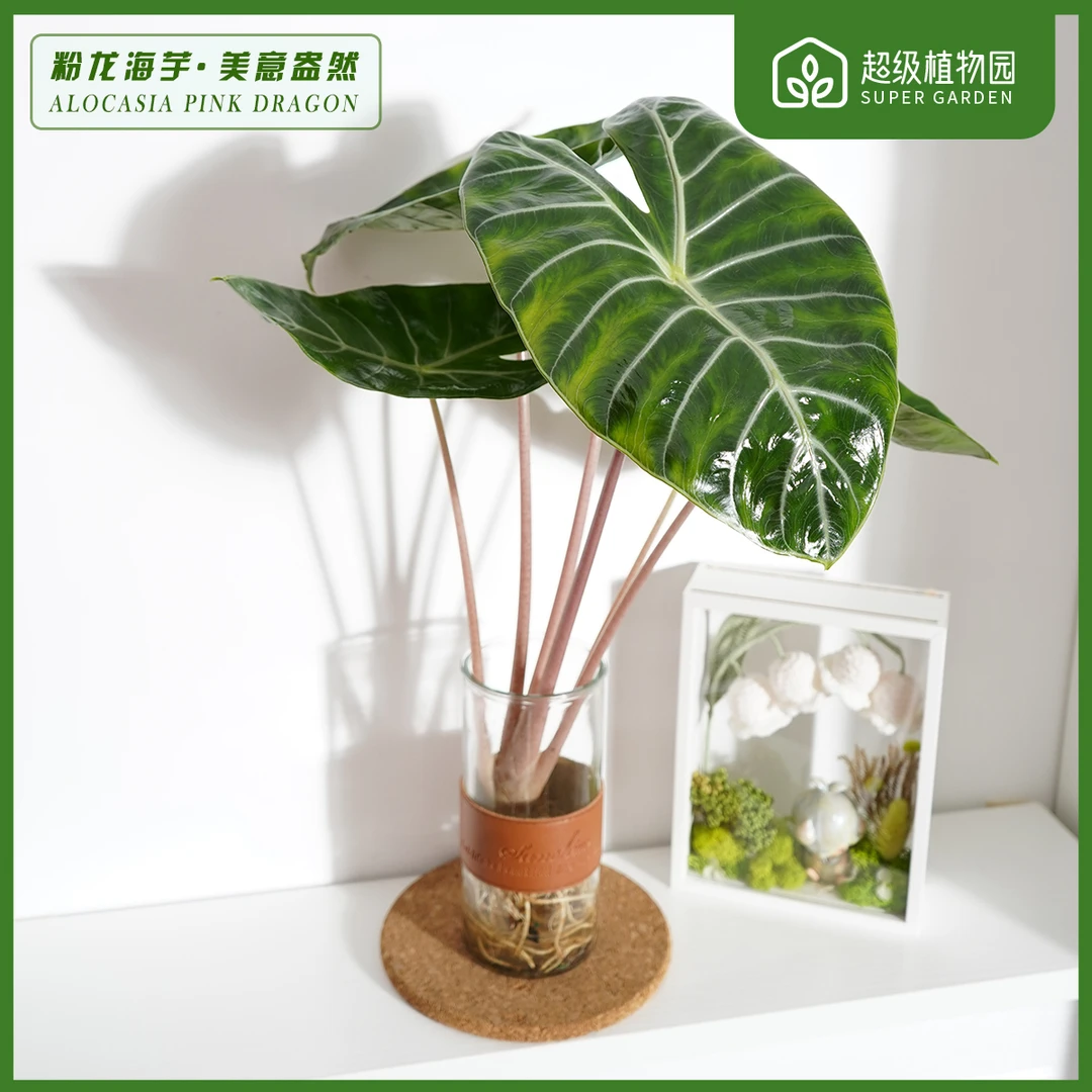内罗毕粉龙海芋Alocasia Pink Dragn网红水培室内观叶盆栽绿植