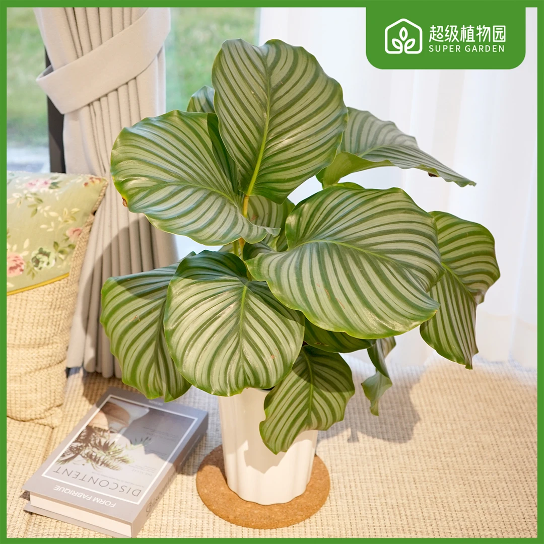 青苹果竹芋北欧ins风绿植网红好养耐阴吸甲醛盆栽室内客厅塑制盆