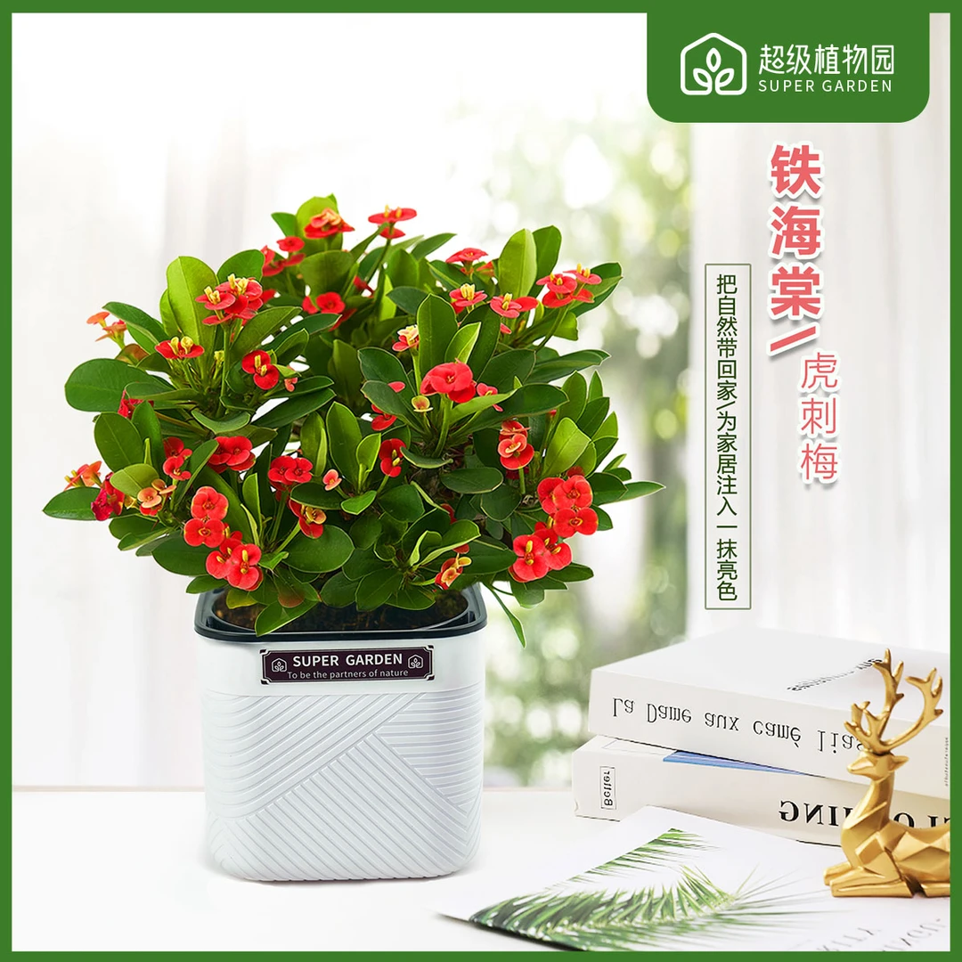铁海棠虎刺梅花卉四季开花土壤盆栽绿植室内盆景植物