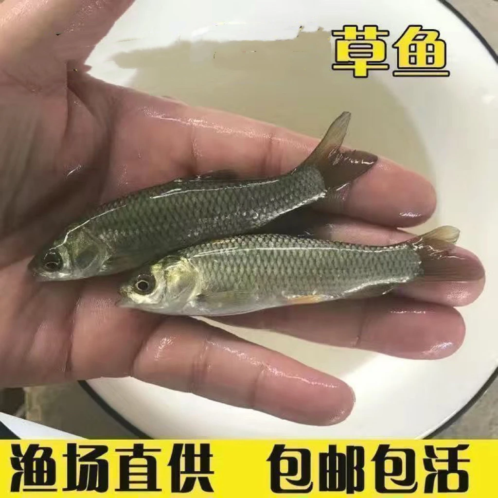 【顺丰快递】四川成都优质草鱼四大家鱼淡水鱼水族活体鱼宠物鱼