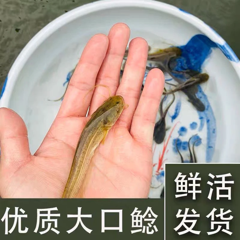 【正品保证】超大正宗南方大口鲶2须可以过冬鲶鱼宠物水族活体鱼