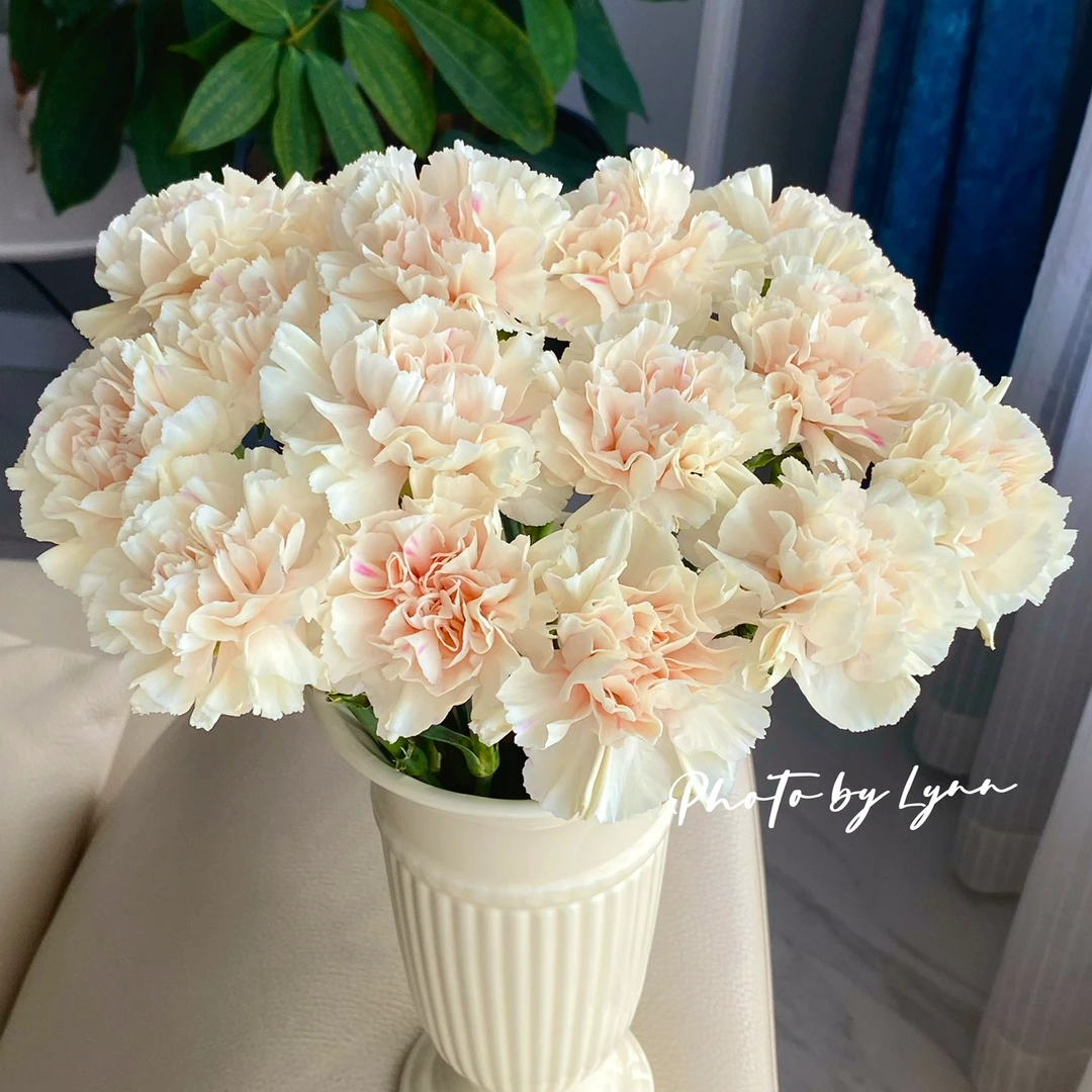 初吻康乃馨水养鲜花家庭插花送母亲送领导云南基地直发
