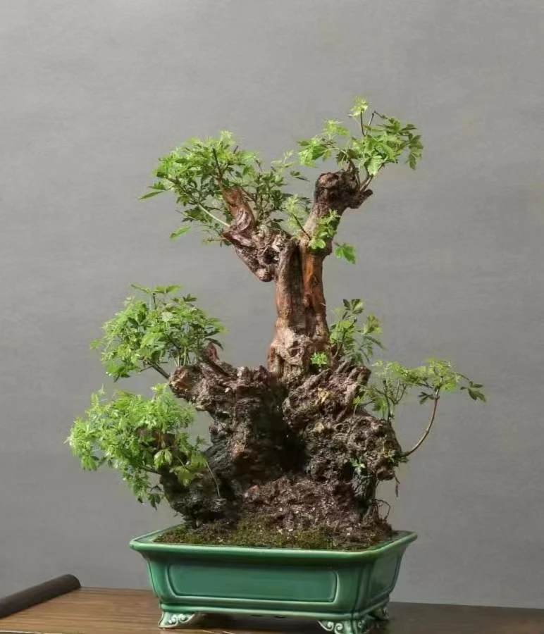 山里红异桩/黄荆桩/黄栌桩/榔榆观赏盆景