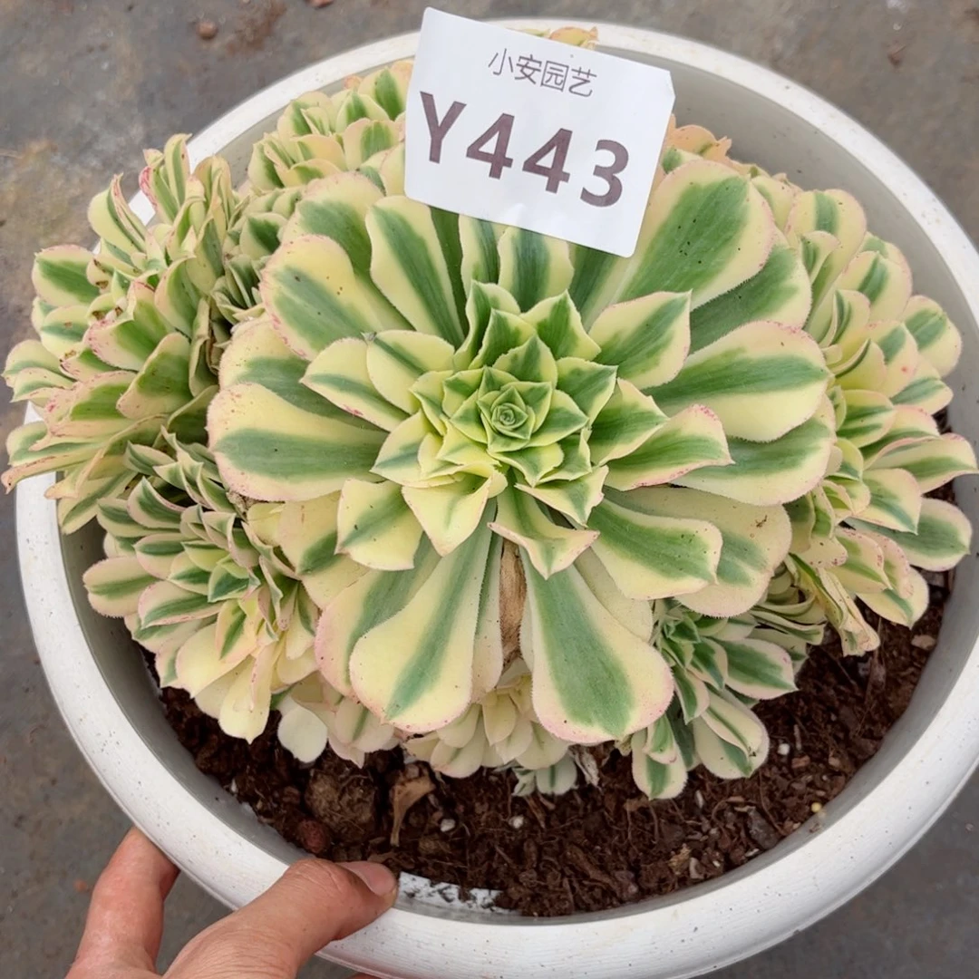 多肉植物发货实拍