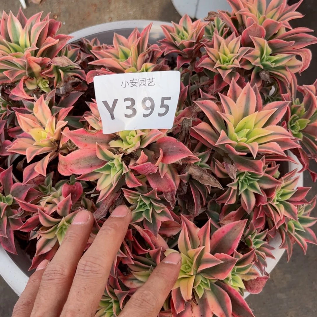 多肉植物发货实拍