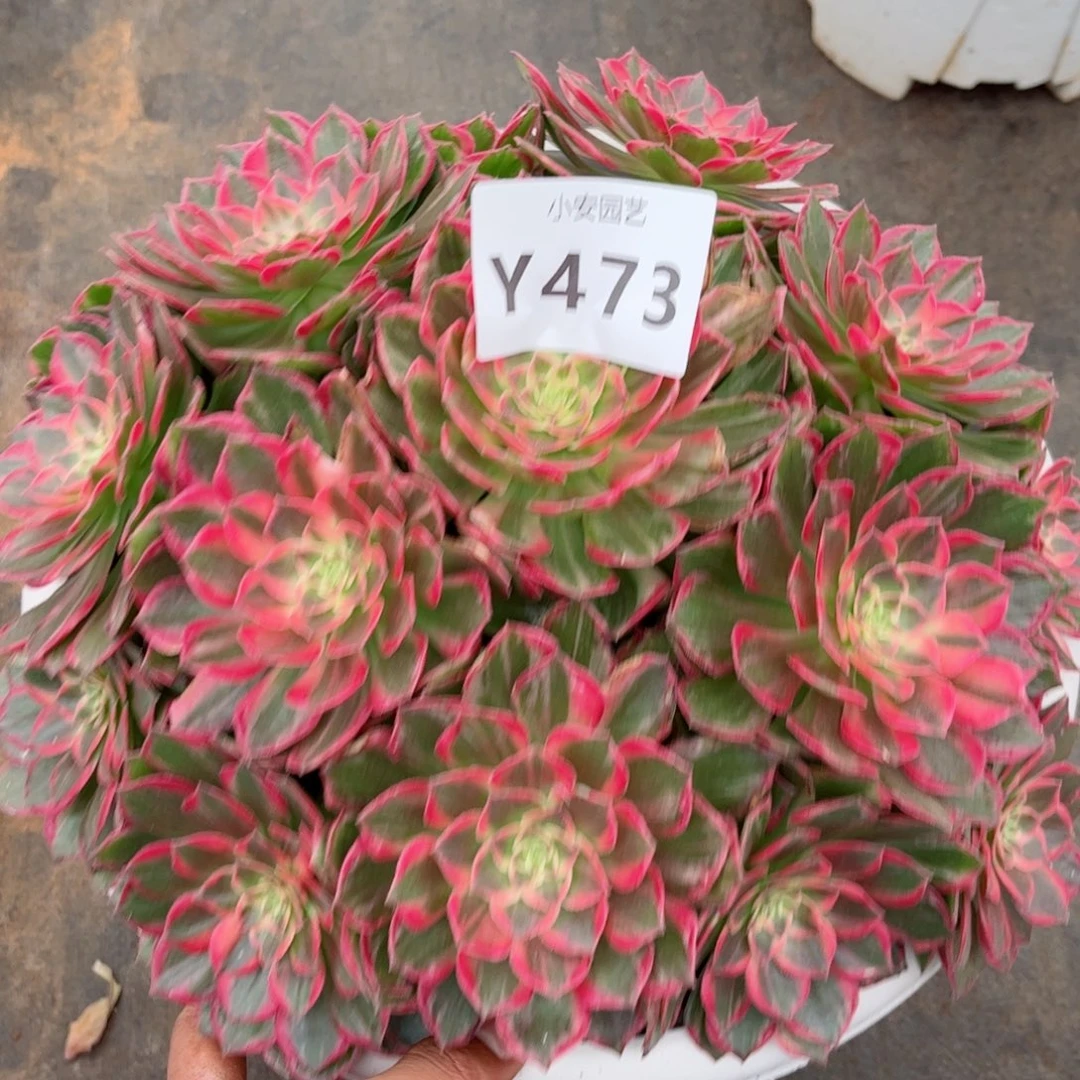 多肉植物发货实拍