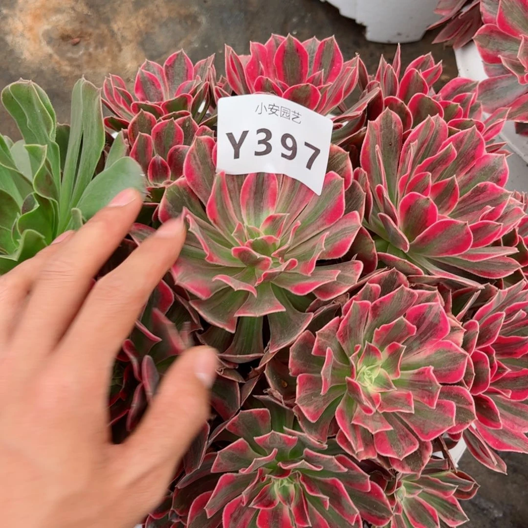 多肉植物发货实拍