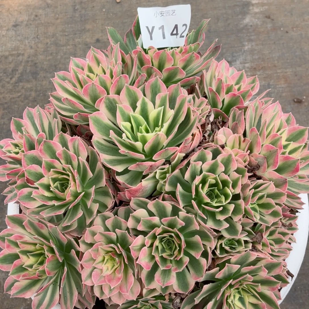 多肉植物发货实拍