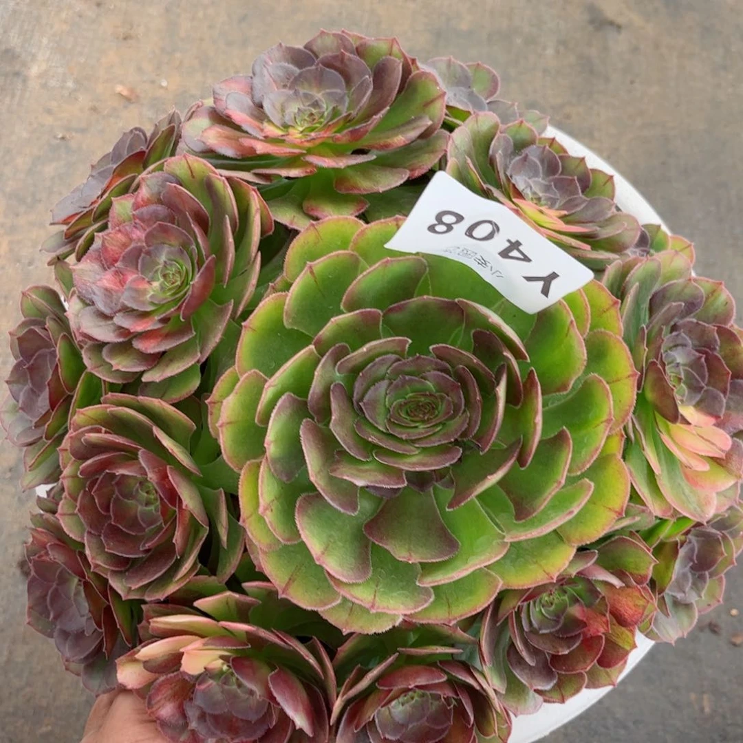 多肉植物发货实拍