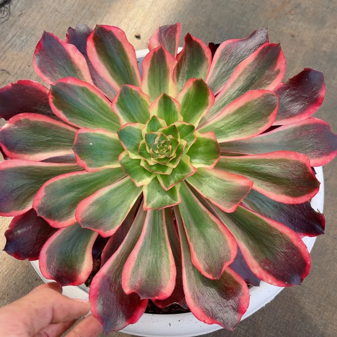 自*绿多肉植物发货实拍