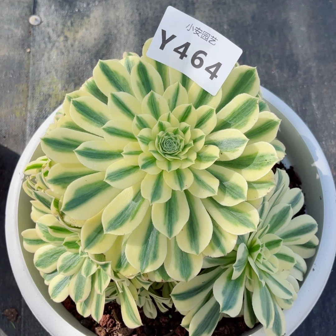 多肉植物发货实拍