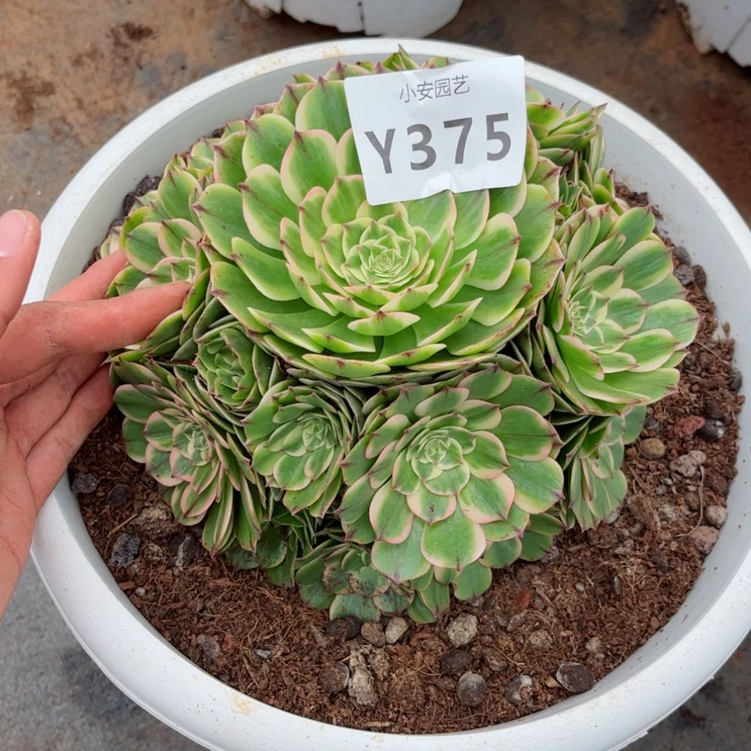 多肉植物发货实拍