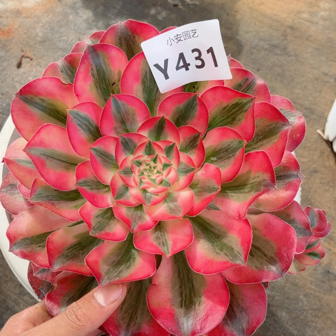 多肉植物发货实拍