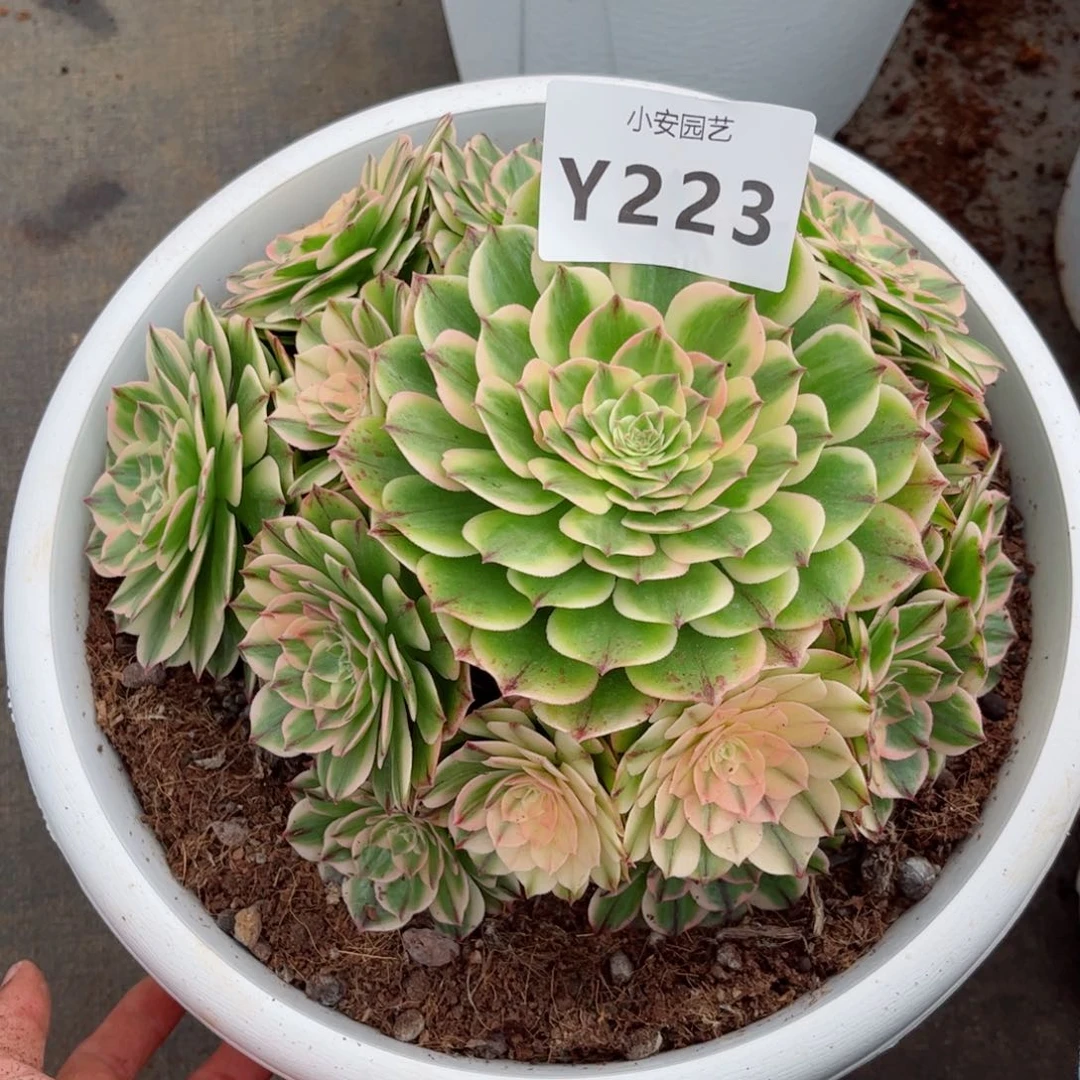 多肉植物发货实拍