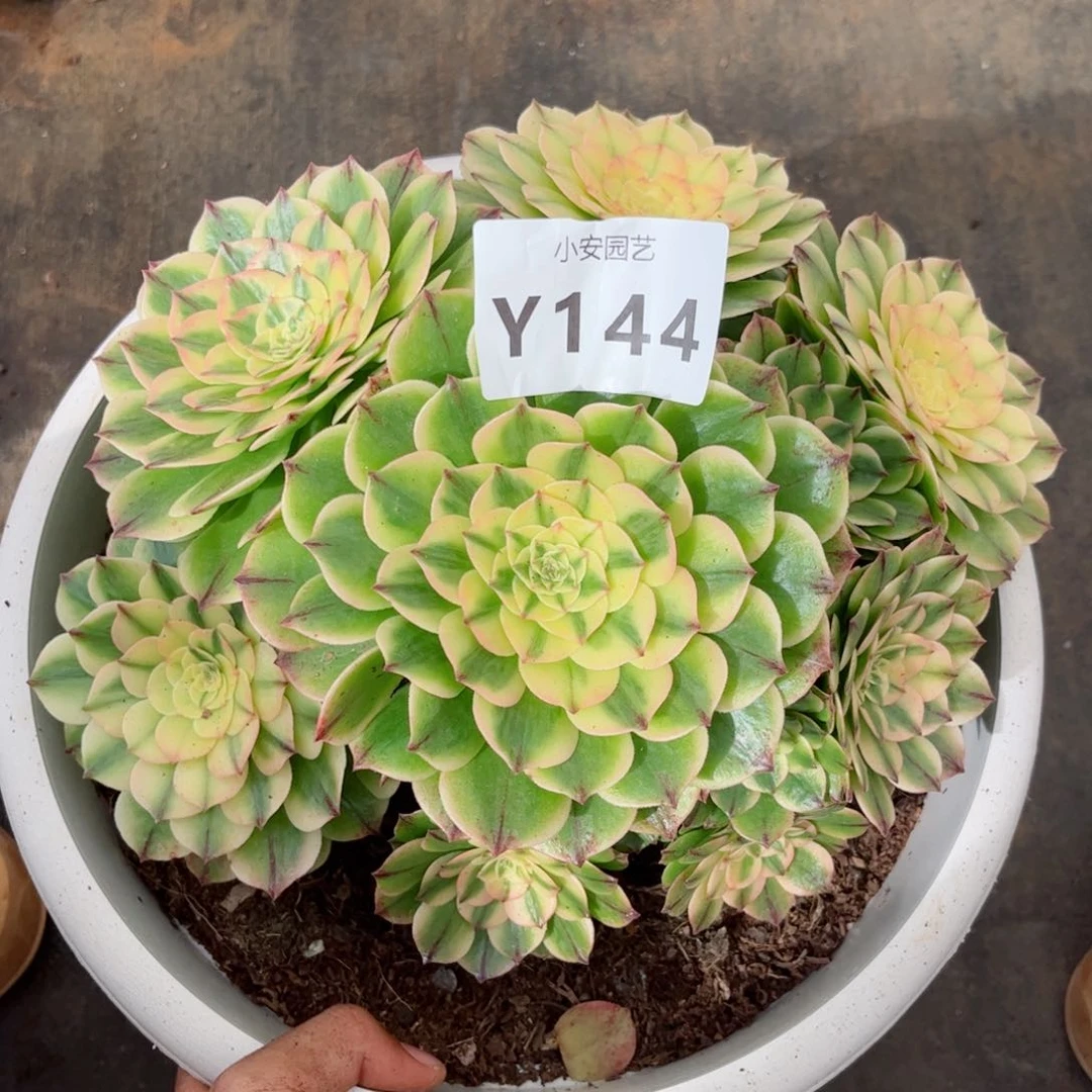 多肉植物保护发货